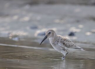 Czy w odpływie brodzika powinna stać wodą? Czy w odpływie brodzika powinna stać wodą?