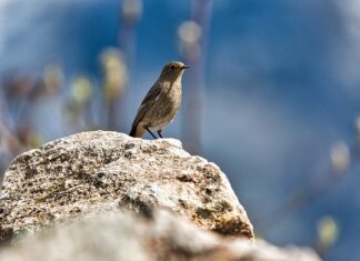 Jak usunąć pleśń z silikonu w kabinie prysznicowej? Jak usunąć pleśń z silikonu w kabinie prysznicowej?