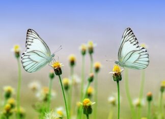 Ile stopni ma para w myjce parowej? Ile stopni ma para w myjce parowej?