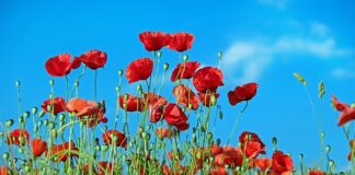 Co położyć na ziemię żeby nie rosły chwasty?