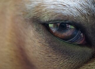 Co to błona zwojowa? Co to błona zwojowa?