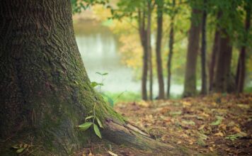 Co dać zamiast kory w ogrodzie?