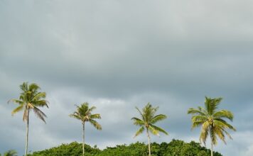 Co posadzić wzdłuż podjazdu?