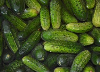 Czy cukinia może rosnąć koło ogórków?