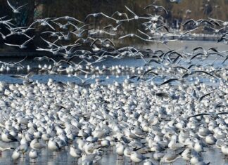 Czy działki ROD przejdą na własność? Czy działki ROD przejdą na własność?