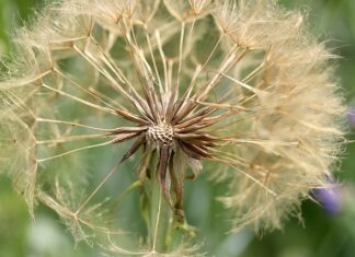 Co zrobić z liśćmi sąsiada?