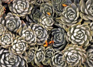 Jakie byliny kwitną najdłużej?