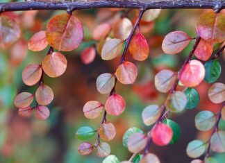 Jak wysoko rośnie irga?