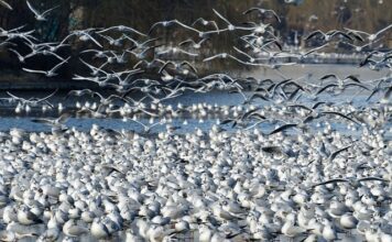 Co z działka po śmierci działkowca?