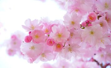 Jakie rośliny czyszczą wodę?