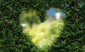 Jak dbać o ogród zima?