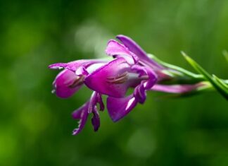 Czym najlepiej ogrodzić działkę budowlaną?