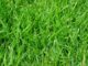 Jak pozbyć się chwastów w ogródku? Jak pozbyć się chwastów w ogródku?