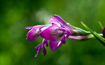 Czy można ogrodzić działkę bez pozwolenia? Czy można ogrodzić działkę bez pozwolenia?