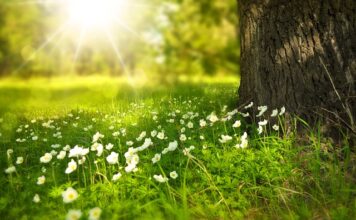 Jak pozbyć się trawy wokół drzew?
