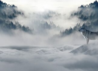 Co robić zimą w ogrodzie?