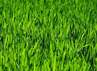 Ile za godzinę koszenia rotacyjną?