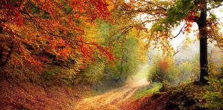 Z czego ścieżki między grządkami?