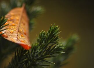 Czy na działki ROD można sadzić tuje?