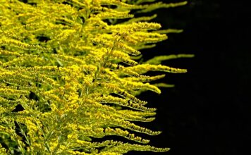 Czego nie wolno sadzić na działce?