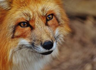 Jak uporządkować ogród?