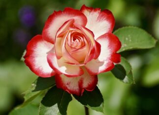 Na czym można zarobić w ogrodnictwie?