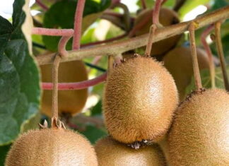 Drzewko Kiwi – jak uprawiać mini kiwi w domowym ogrodzie? kiwi drzewo