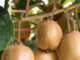 kiwi drzewo